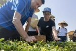 茶叶佬上线！易建联参观大益茶勐海茶厂&亲自采茶制茶